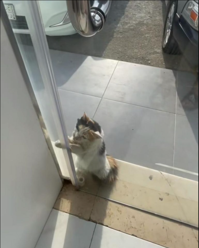 Stray Cat’s Fate Changes As A Storekeeper Helps Her During A Heatwave