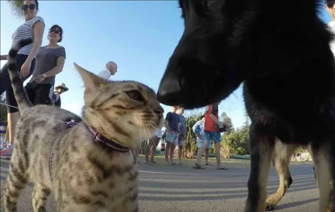 So, I was walking my cat on a leash at a dog event…