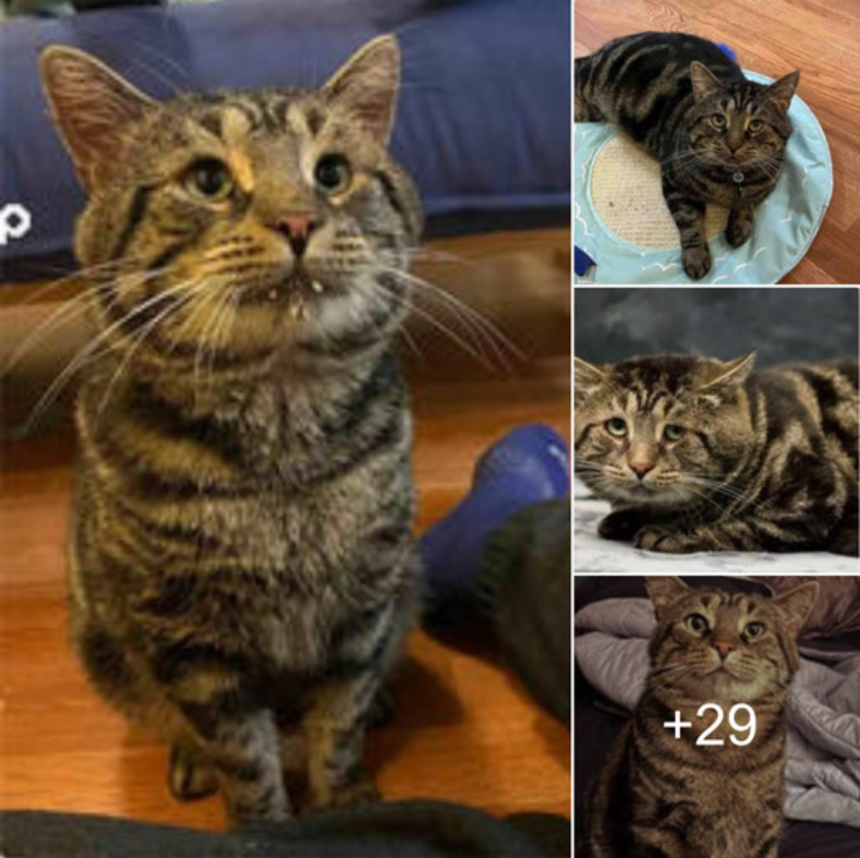 Fishtopher the Cat Finds a Forever Home Thanks to Viral ‘Sad Face’ Photo