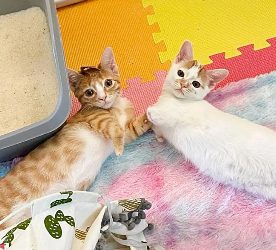 Kittens Standing Like Humans Always Have Each Other Through Their Journey to a Happy Ending