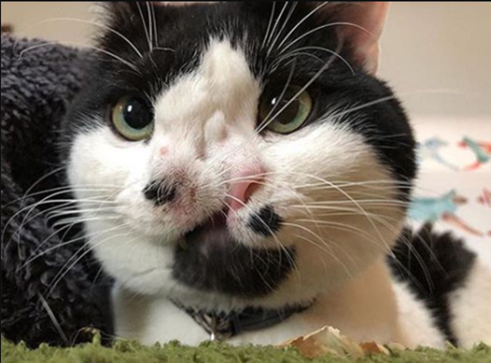 Meet Memphis: The Charming Cat with Double the Nose and a Heart of Gold on a Quest for His Forever Family!