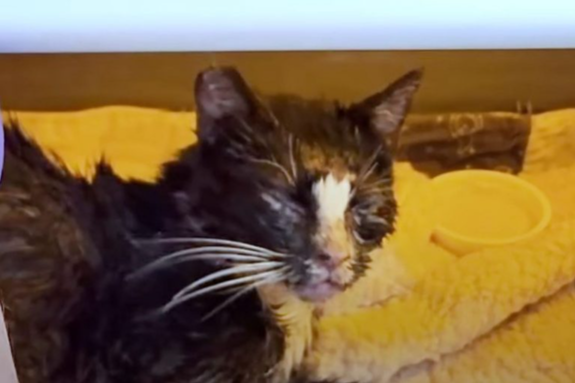 Cat Shot With BB Pellets Multiple Times Courageously Fights For Survival