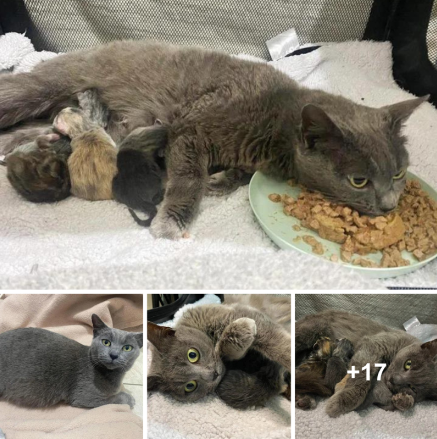 From Lost to Motherhood: Cat Finds Solace and Embraces Kittens in New Environment