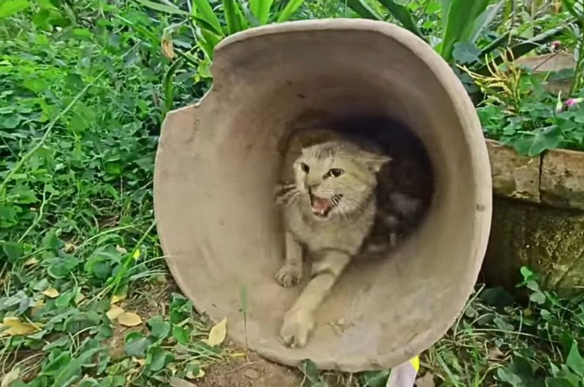 Angry Mother Cat Shows Her Dark Side The Moment Rescuers Try To Touch Her Precious Kittens