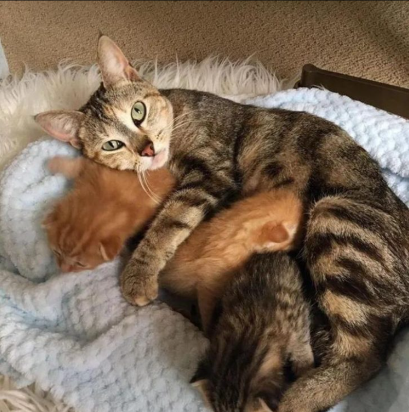 Brave Mama Cat Overcomes Fear Of People And Returns For Her Precious Babies