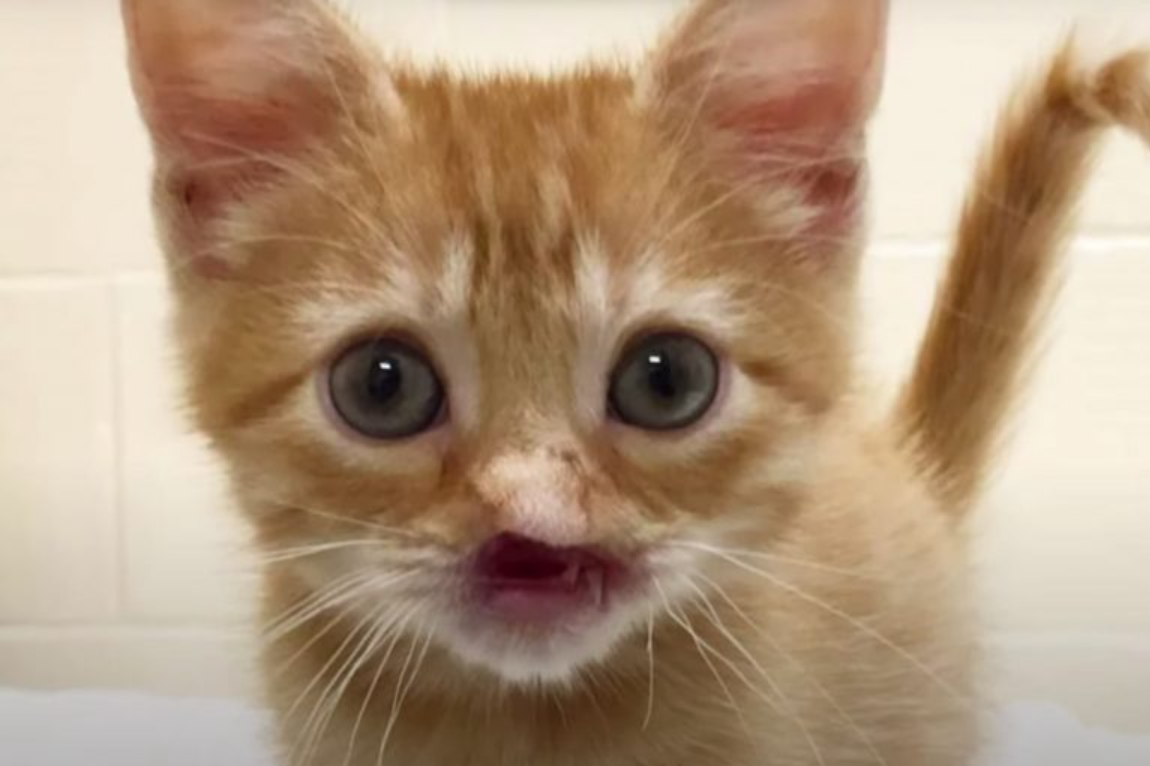 Noseless Kitten Discovered Near Dumpster Finds A Loving Home After Being Rejected His Whole Life