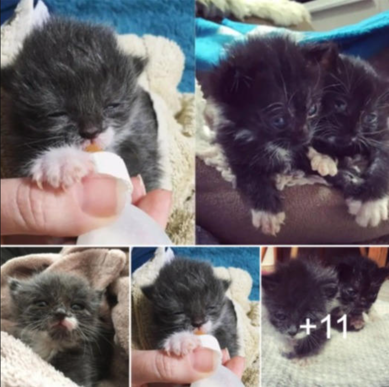 Newborn Kittens Found In Bin Bag Are One Step Closer To Their Forever Home