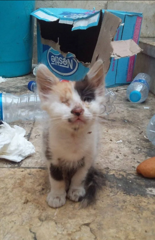 Man Rescues A Blind And Deaf Calico Kitten And Here’s What Happened Next…