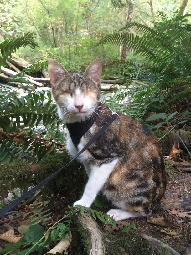 Embarking on Adventures with Honey Bee: The Blind Cat Who Finds Joy in Hiking