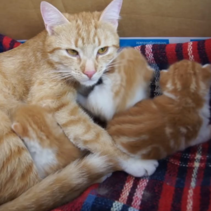 A Gentle Mama Cat Talking To Her Babies Turned Out To Be Helpful Too