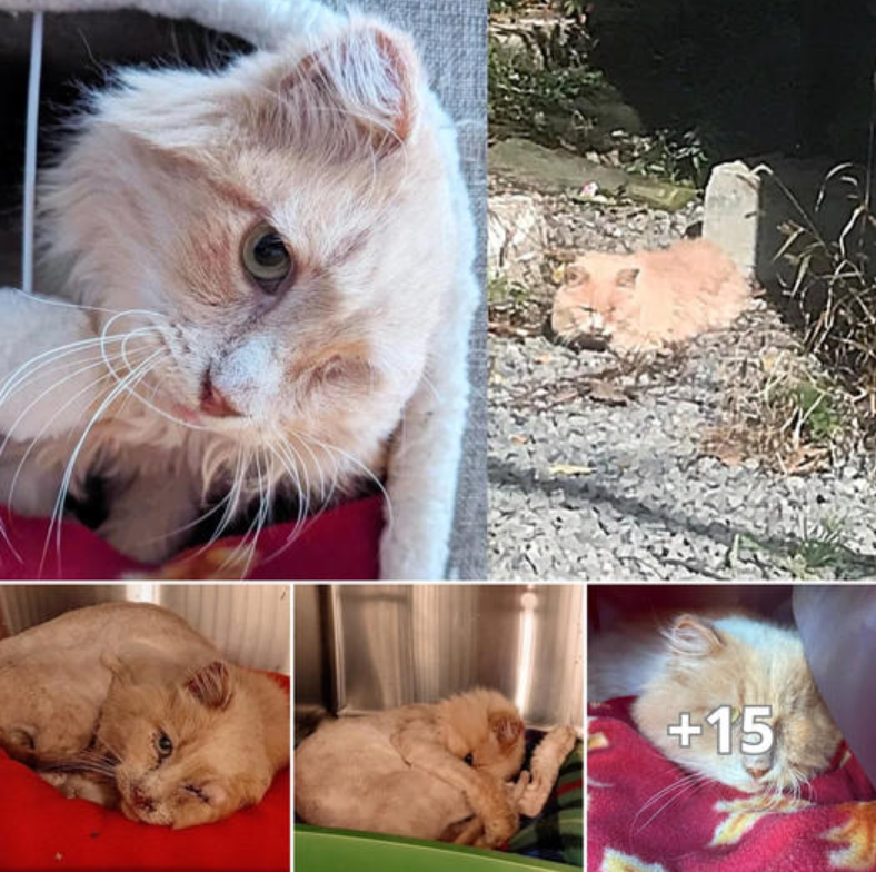 Gentle Cat Spotted Relaxing on Gravel Decides to Embrace Home Life After Years in an Alley