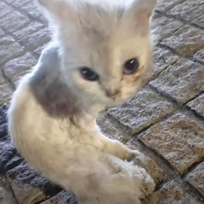 Abandoned Skinny Cat Who Experienced A Lifetime Of Neglect Transforms Into A Blue-Eyed Beauty