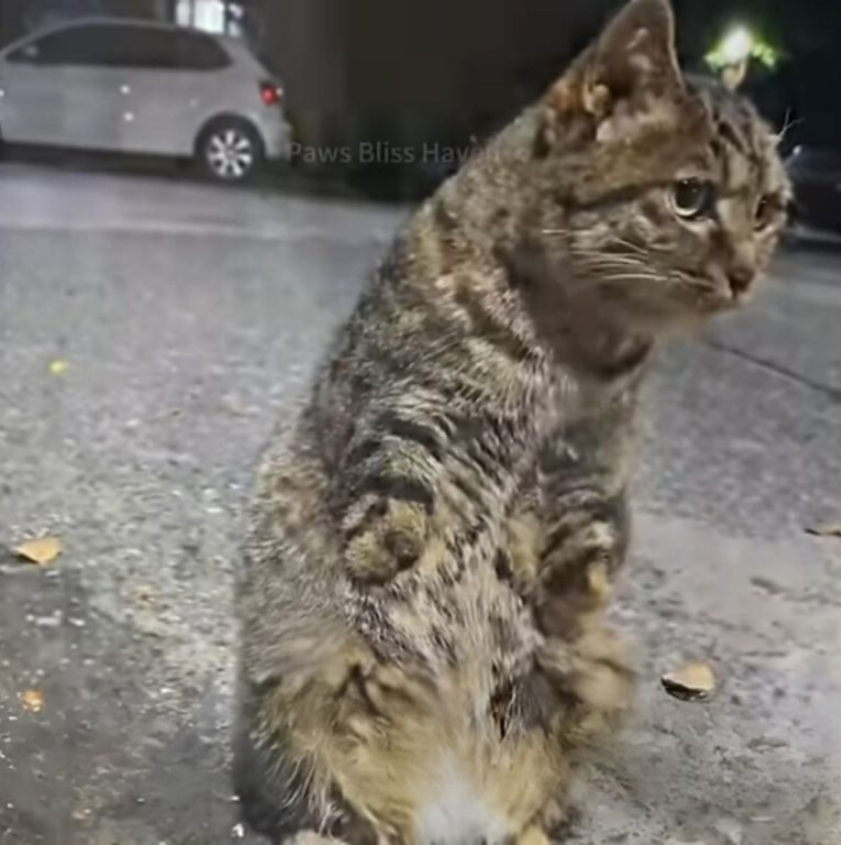 Stray Cat Without Front Limbs And One Ear Finds A Loving Home