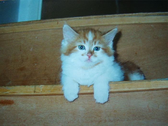 A Special Celebration: Owner Adopts Cat in 1988, Never Expects to Throw Him a Birthday Party 30 Years Later…!