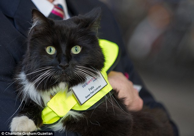 Staff say that Felix is part of the family, although she does like to think that she runs the place, they say