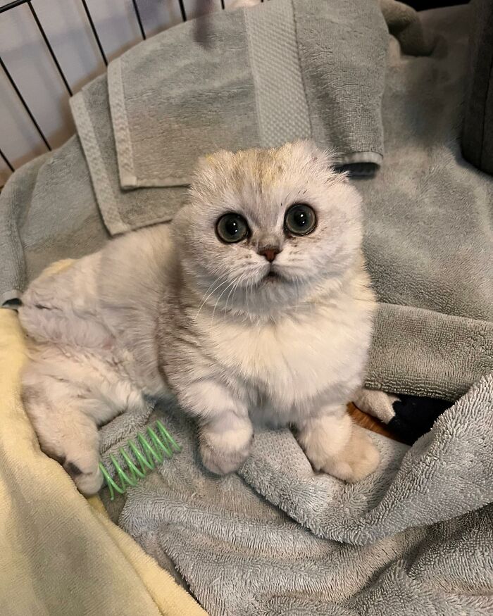 Meet Mochi, A Munchkin Cat Who Got Another Chance At Life And Found A Forever Home After Losing Her Leg, Tail, And Both Ears