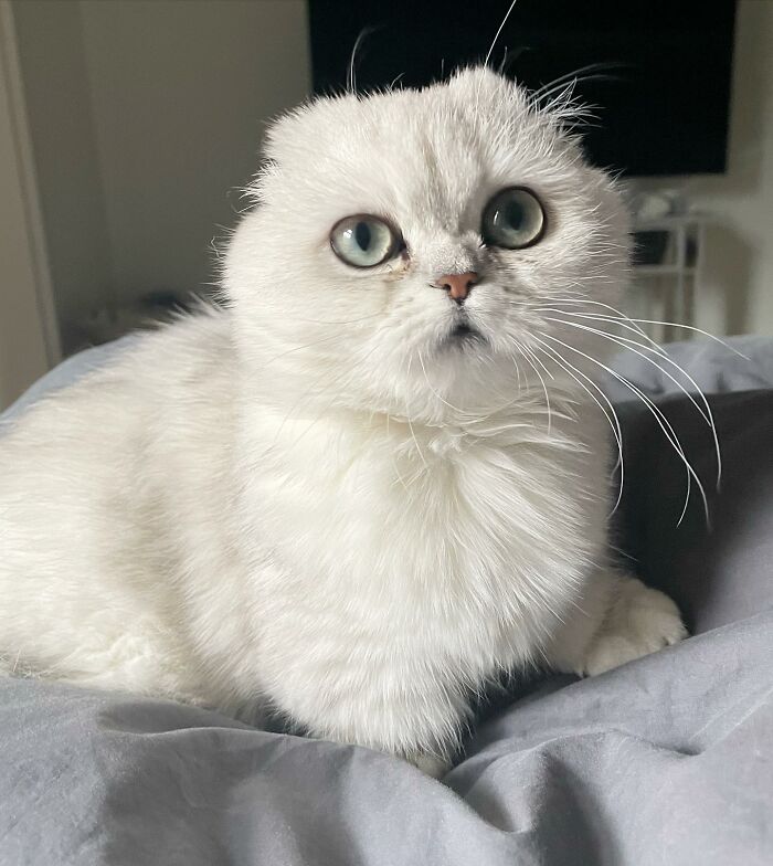 Meet Mochi, A Munchkin Cat Who Got Another Chance At Life And Found A Forever Home After Losing Her Leg, Tail, And Both Ears