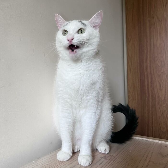 White cat with black tail and eyebrows 