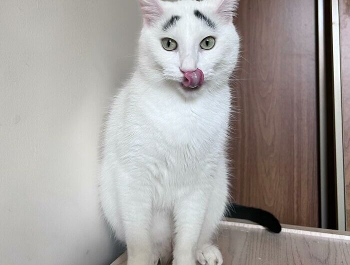 Encounter the Internet Sensation: Henri, the Adorable Cat with Eyebrows