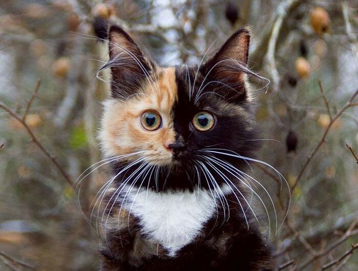 Yana: Mother Nature’s Remarkable “Two-Faced” Cat That Will Leave You in Awe with Its Unique Beauty and Fascinating Features.