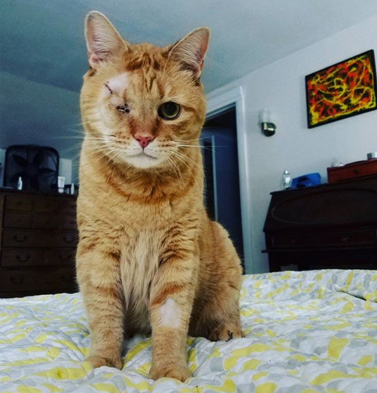 The Remarkable Senior Feline Who Overcame Glaucoma and Thrived with the Support of His Loving Family!