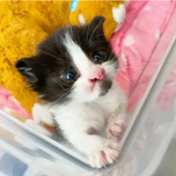 The Kitten With A Precious Face Is Happy After Being Rescued