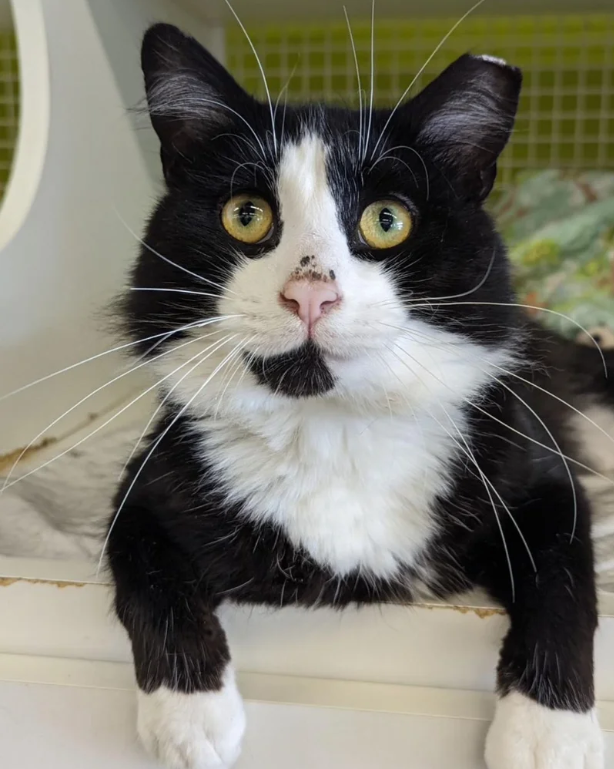 Cat Has a Change of Heart and Decides He’ll Choose Cozy Life, After Living Outdoors His Entire Life