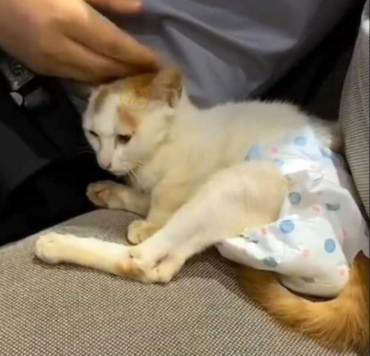 Paralyzed Feral Cat Begged For Help, This Guy Made The Right Decision