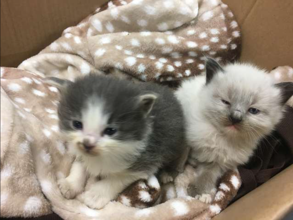 These precious kittens won’t let go of the police officer who rescued them. Their tiny paws cling to his uniform, expressing gratitude for his heroic act of kindness. The bond between these animals is truly heartwarming.