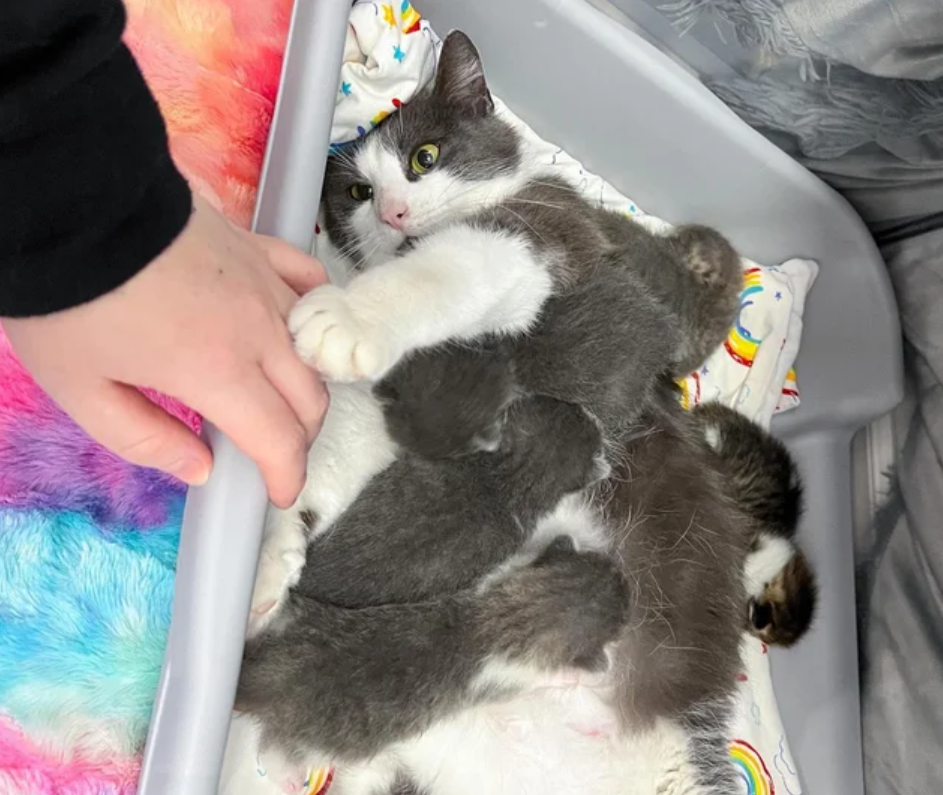 Cat Is Overjoyed to Have Her Kittens Safe and Warm After Being Found Wandering Across Snowy Roads