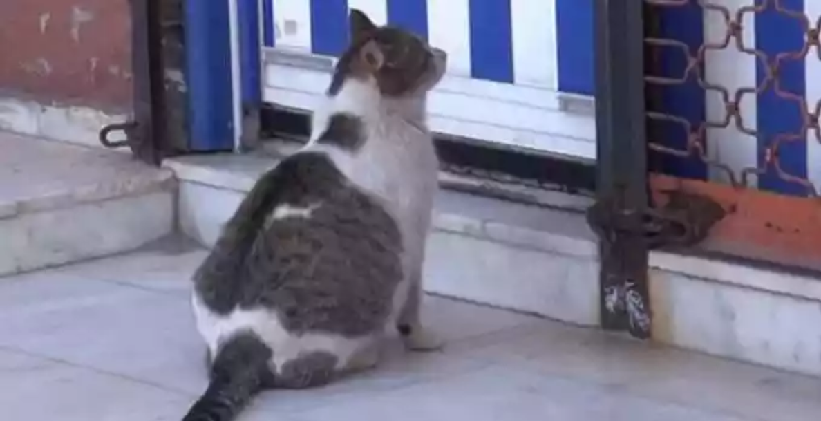 Pregnant Cat Arrives At Health Clinic In Turkey Meowing For Some Help