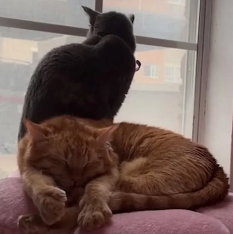 Peach the Chatty Cat Finds His Forever Family and a Feline Friend!