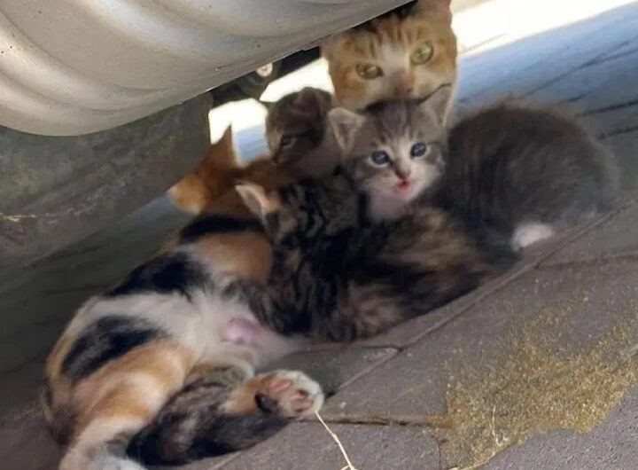 After being found alone in a garden, a kitten led its rescuers to discover the rest of its family.