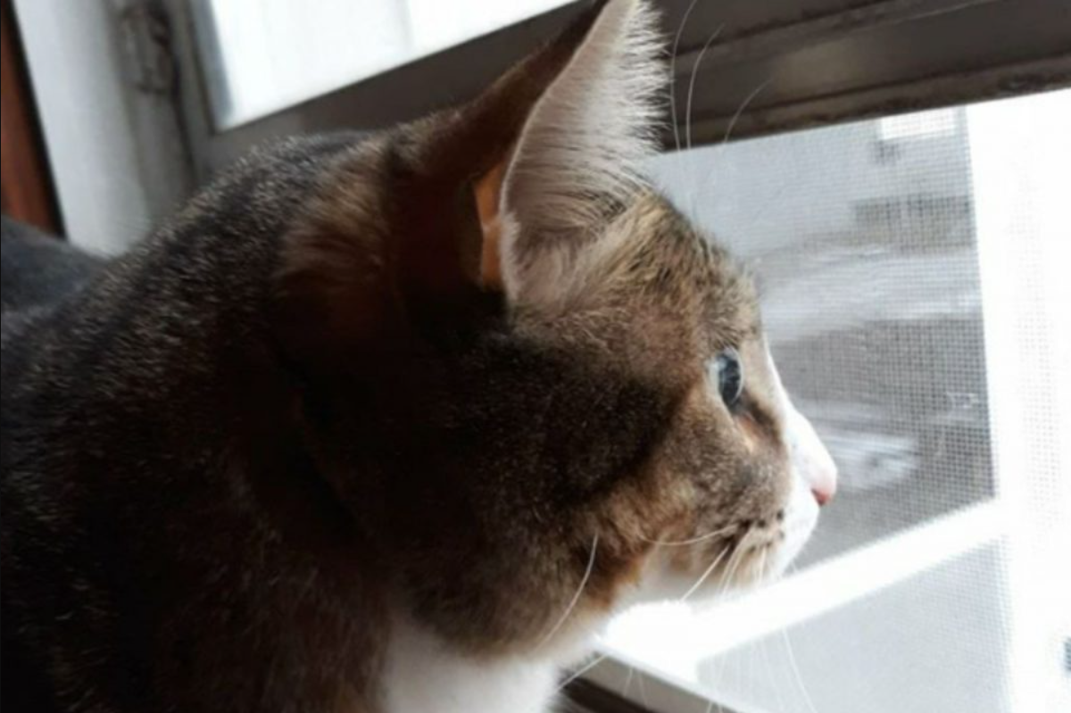 An indoor cat’s family brings snow inside for him since he is so obsessed with it.