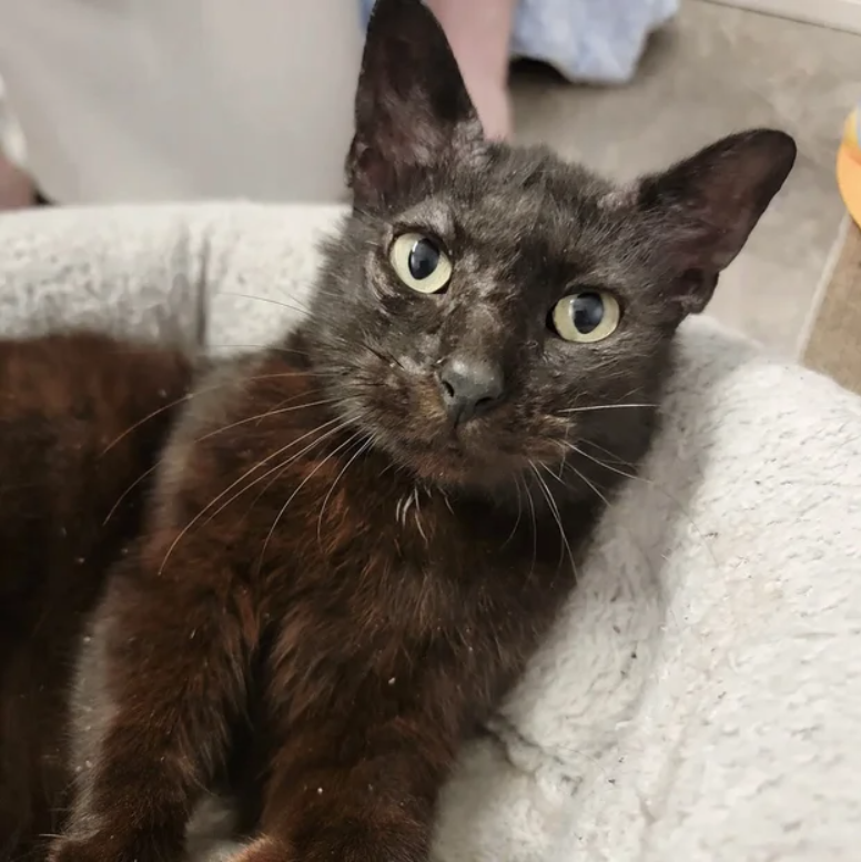 A Week Before Valentine’s Day, Cat Found in the Neighborhood