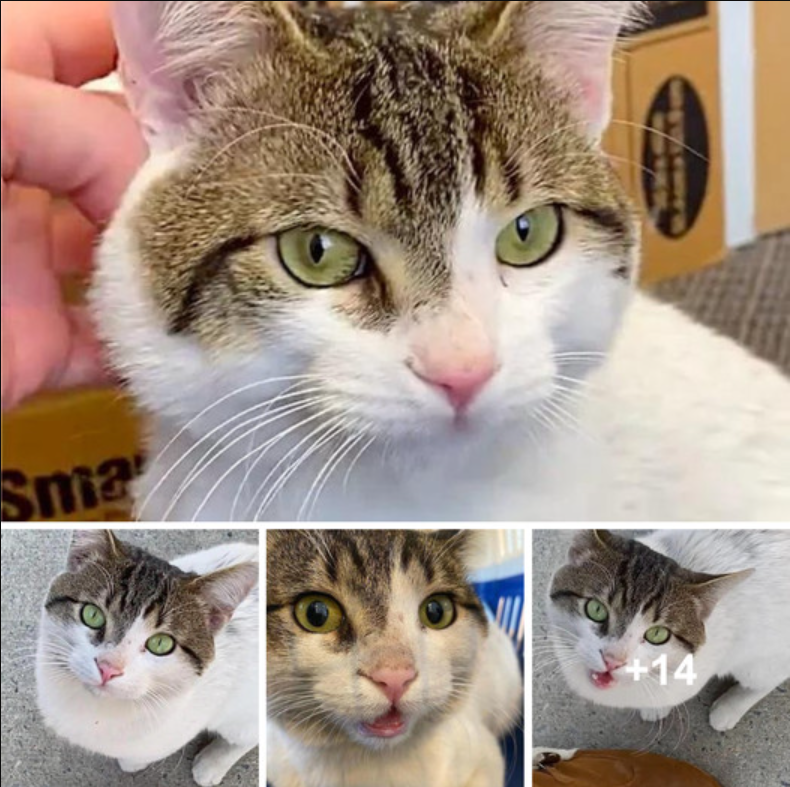 Cat Walks Up to People and Asks Them to Take Him Home After Roaming Outside for Weeks