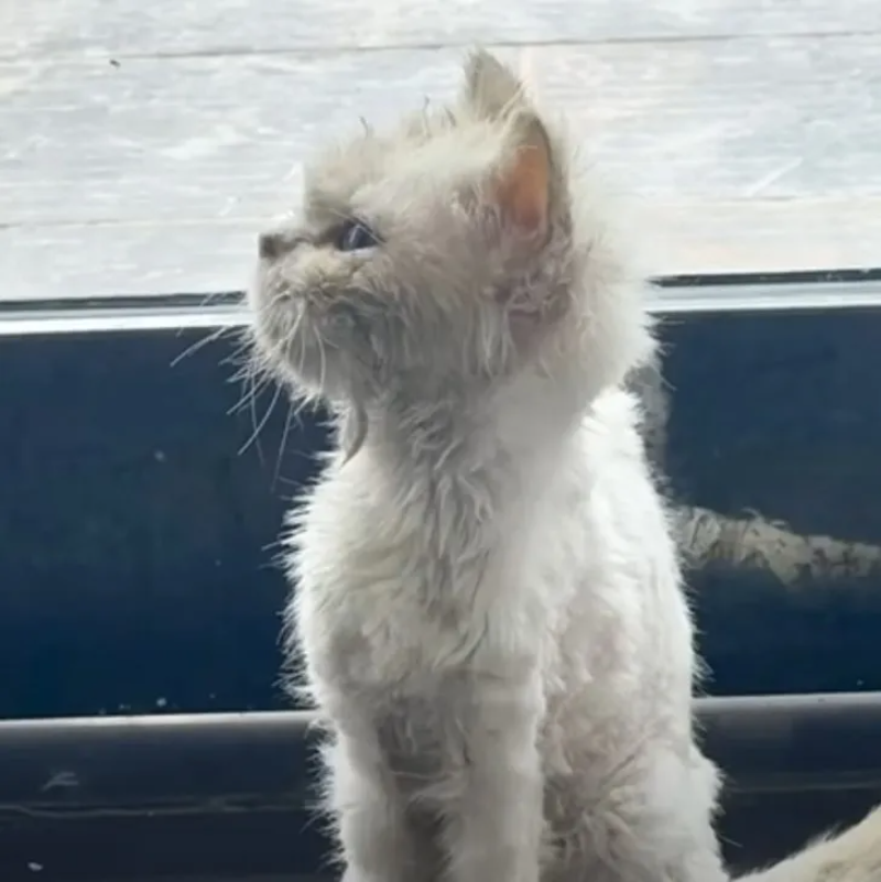 Abandoned Cat’s Incredible Glow-Up after Meet a Warm Heart Woman