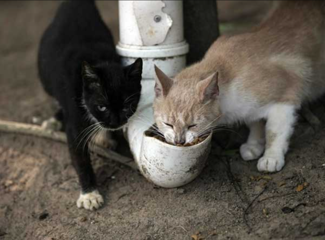 Wild Cats On The Island Struggling Because Of The Disease Ask For Help