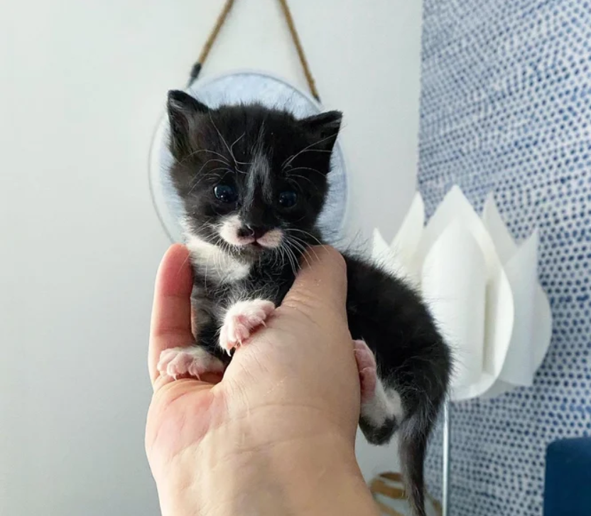 Kitten is Surrounded by Caring Cats After Being Found Meowing in the Rain on the Roadside