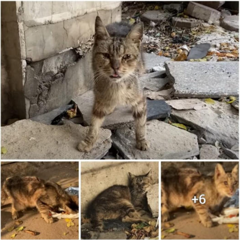 Heartbreaking Scene: A Helpless Cat Trapped in Garbage Desperately Calling for Help