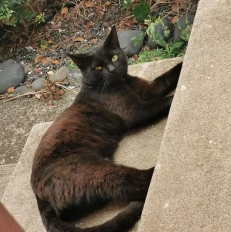 Surprise Feline Hitchhiker Turns Family’s Morning Commute into a Wild Adventure