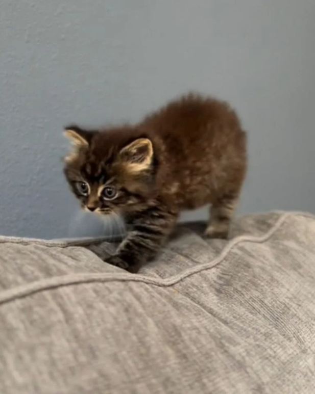 Missouri Woman Adopts Stray Kitten After Finding Him By the Side of the Road