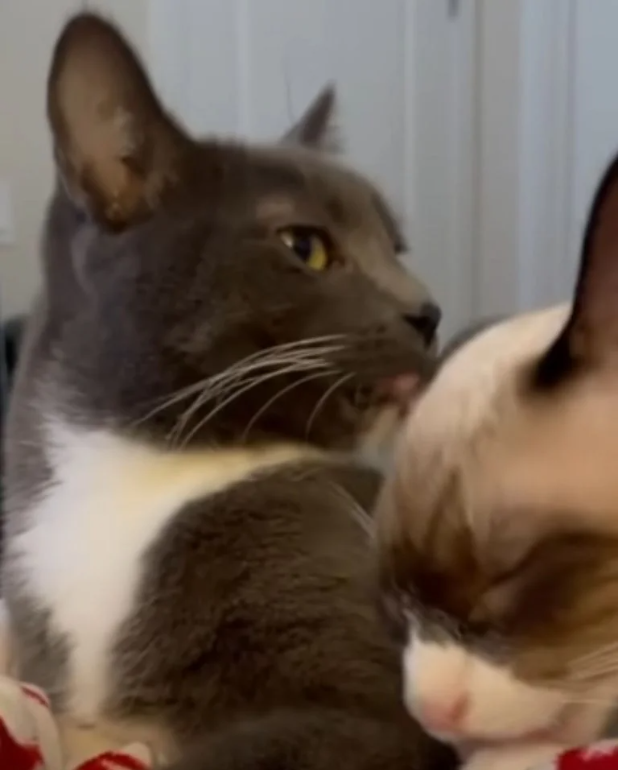 A Sweet Relationship Between A Special Needs Cat and His Sibling Will Win Your Heart Over