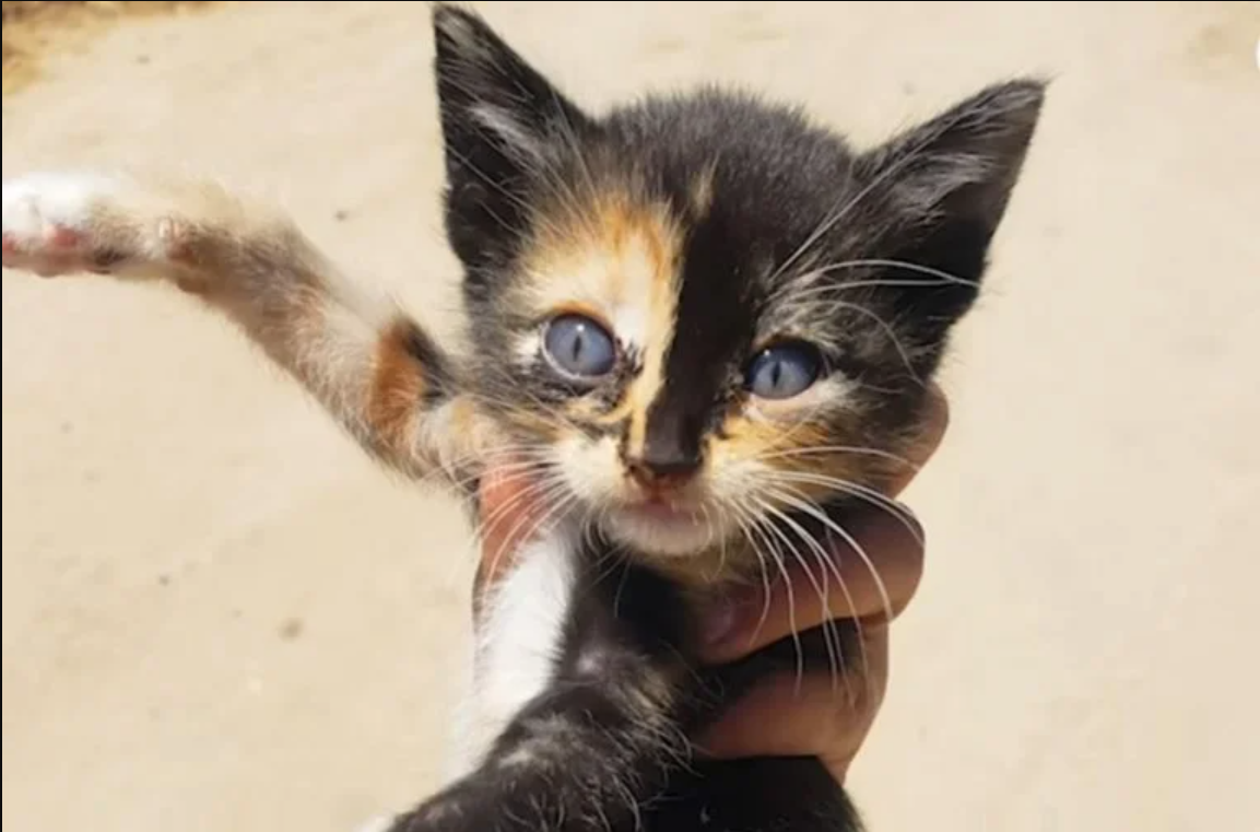 Woman Responds To Gentle, Squeaky Meows Only To Be Ambushed By A Tiny Cat