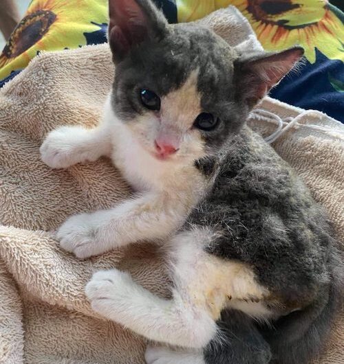 A kitten’s survival after a fire was nothing short of amazing, and all it wanted was a warm hug.