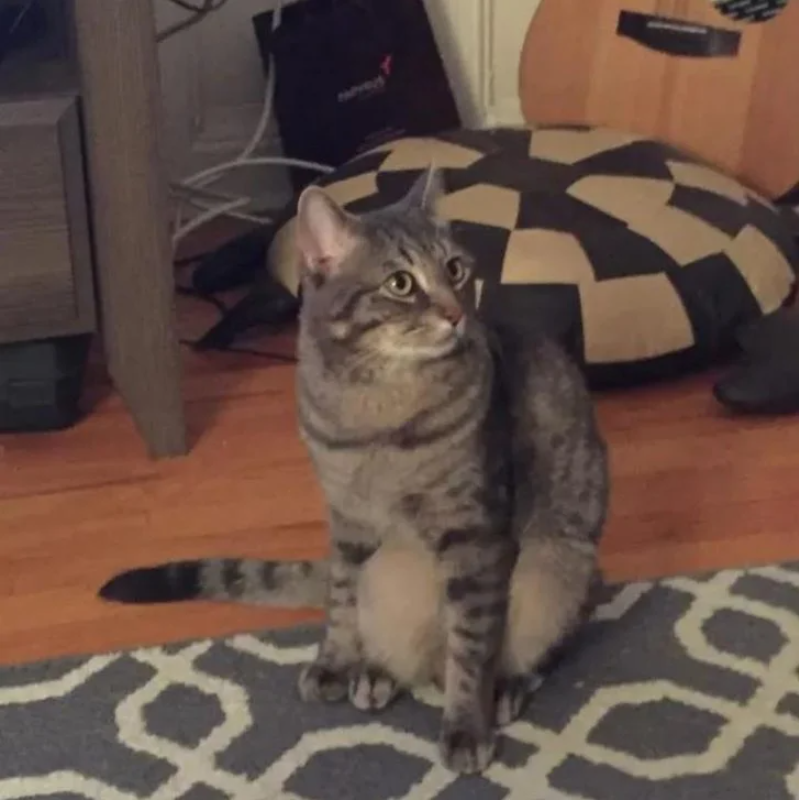 The Cat Who Sits Like a Human: Wilbur’s Journey from Stray to Internet Star