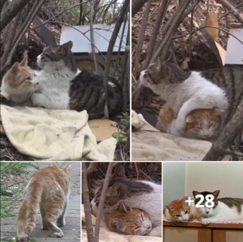 A devoted cat shows incredible compassion by tenderly caring for his disabled friend, creating a bond that melts hearts.