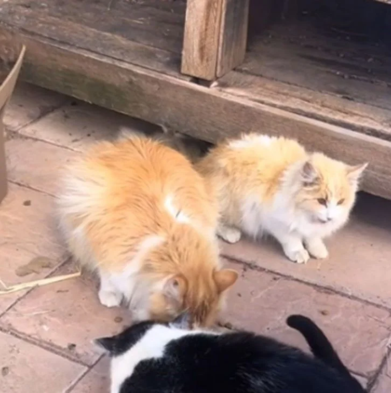 Within Minutes, a Spicy Orange Kitten Hidden in an Old Truck Transforms from a Brat to a Family Member