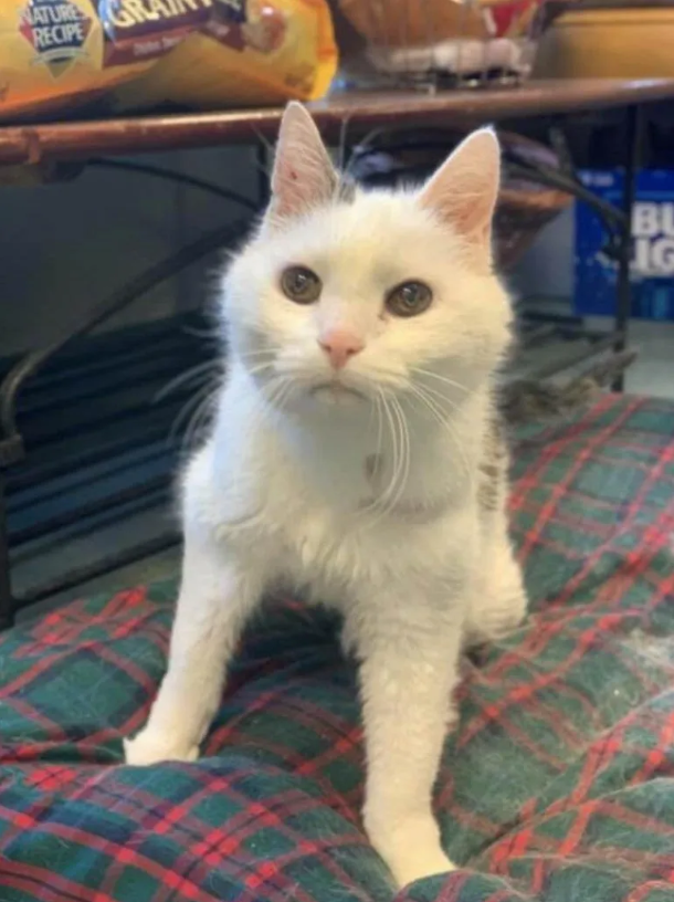 A Match Made in Heaven When a 101 Year-Old Woman Adopts Oldest Cat in Shelter