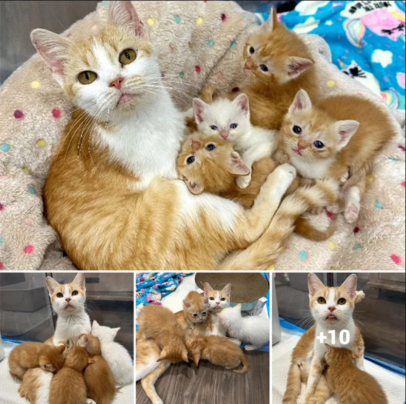 Person Returns After a Month to Rescue Cat and Kittens from Shelter, Giving Them a Chance at a Better Life.